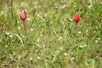 Tulipa doerfleri Spilli 220411 (211)