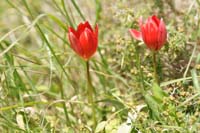 Tulipa doerfleri Spilli 220411 (217)