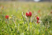 Tulipa doerfleri Spilli 220411 (221)