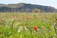 Tulipa doerfleri Spilli 220411 (224)