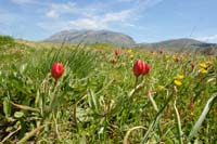 Tulipa doerfleri Spilli 220411 (226)