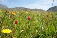 Tulipa doerfleri Spilli 220411 (227)