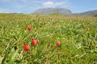 Tulipa doerfleri Spilli 220411 (231)