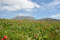 Tulipa doerfleri Spilli 220411 (236)
