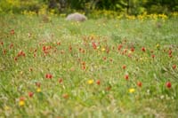 Tulipa doerfleri Spilli 220411 (284)