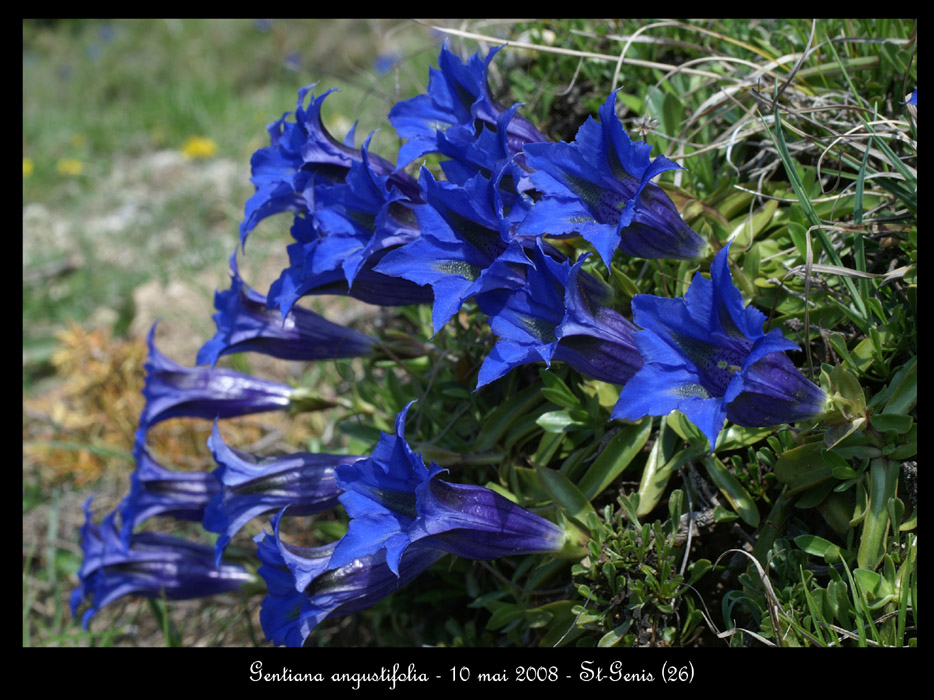 1520 Gentiana angustifolia