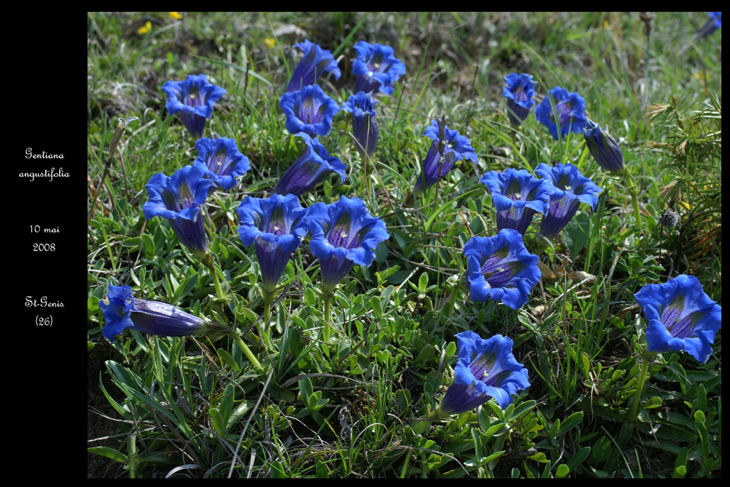 2030 Gentiana angustifolia