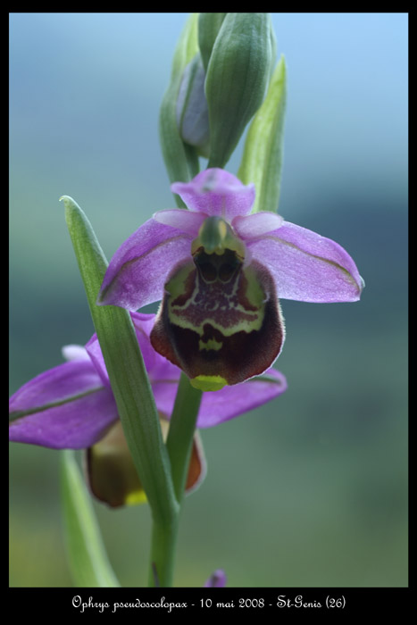 Ophrys pseudoscolopax3 2030