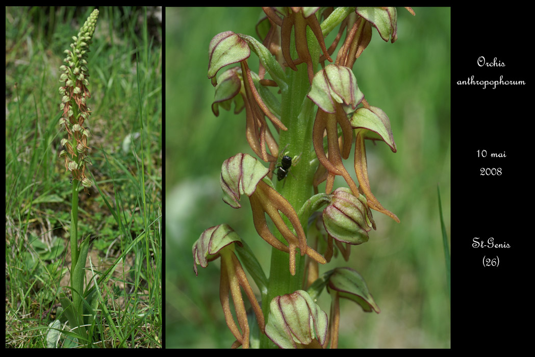 Orchis anthropophora 2030