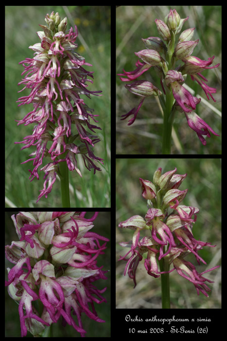 Orchis anthropophorum x simia 2030