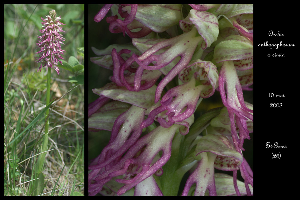 Orchis anthropophorum x simia2 2030
