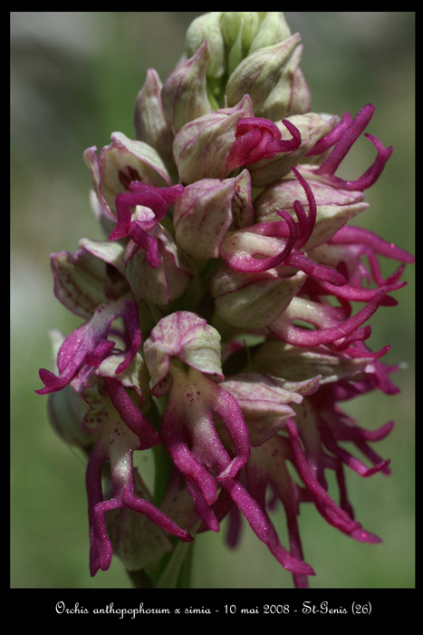 Orchis anthropophorum x simia3 2030