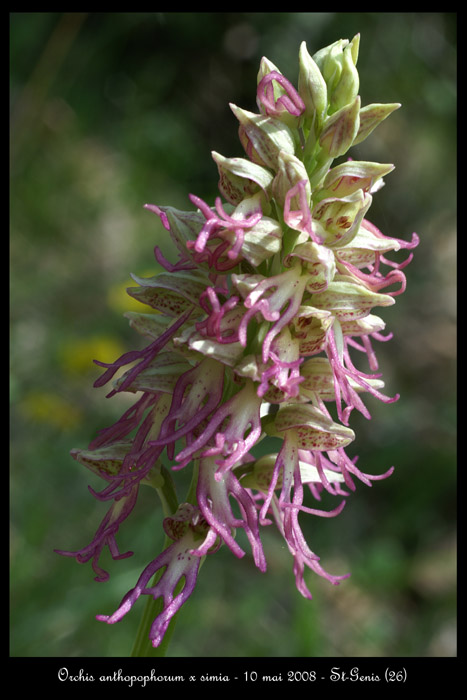 Orchis anthropophorum x simia4 2030