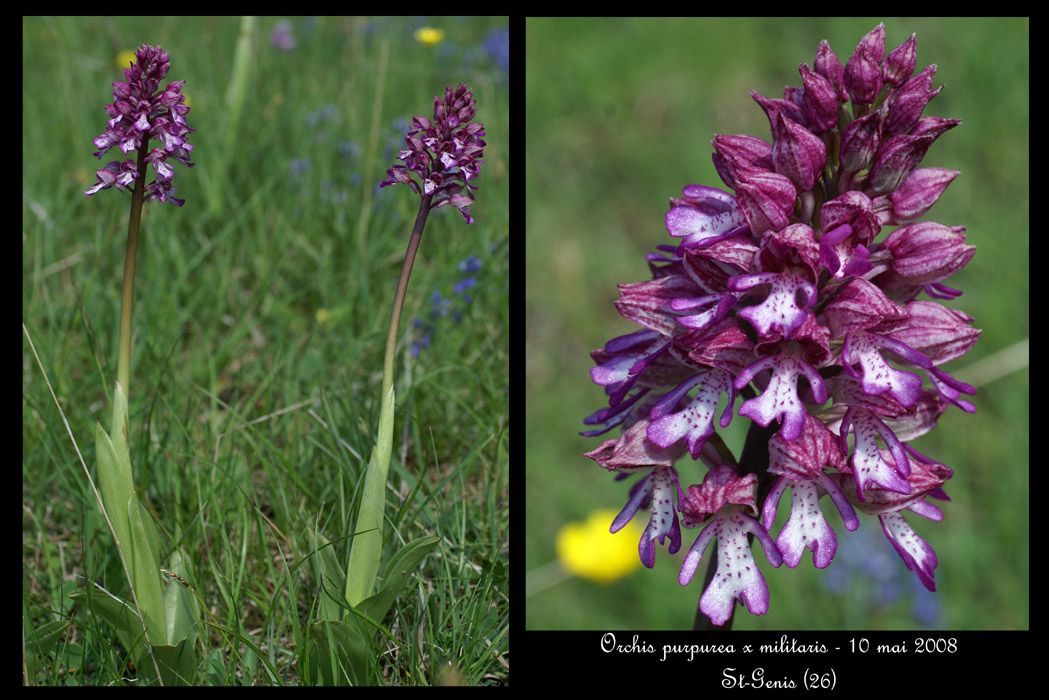 Orchis purpurea x militaris