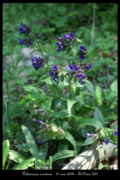 Pulmonaria montana