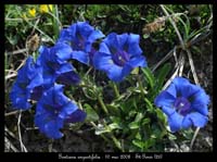 1520 Gentiana angustifolia2