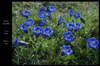 2030 Gentiana angustifolia