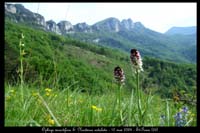 Ophrys insectifera & Neotinea ustulata  2030