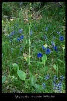 Ophrys insectifera 2030