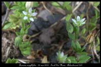 Arenaria serpyllifolia