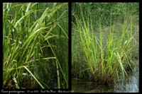 Carex pseudocyperus