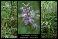 Dactylorhiza fuchsii