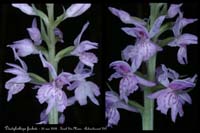 Dactylorhiza fuchsii2