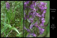 Dactylorhiza incarnata10