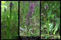 Dactylorhiza incarnata2