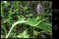 Dactylorhiza incarnata3