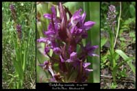 Dactylorhiza incarnata4