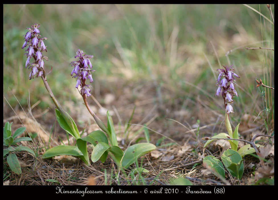 Himantoglossum-robertianum