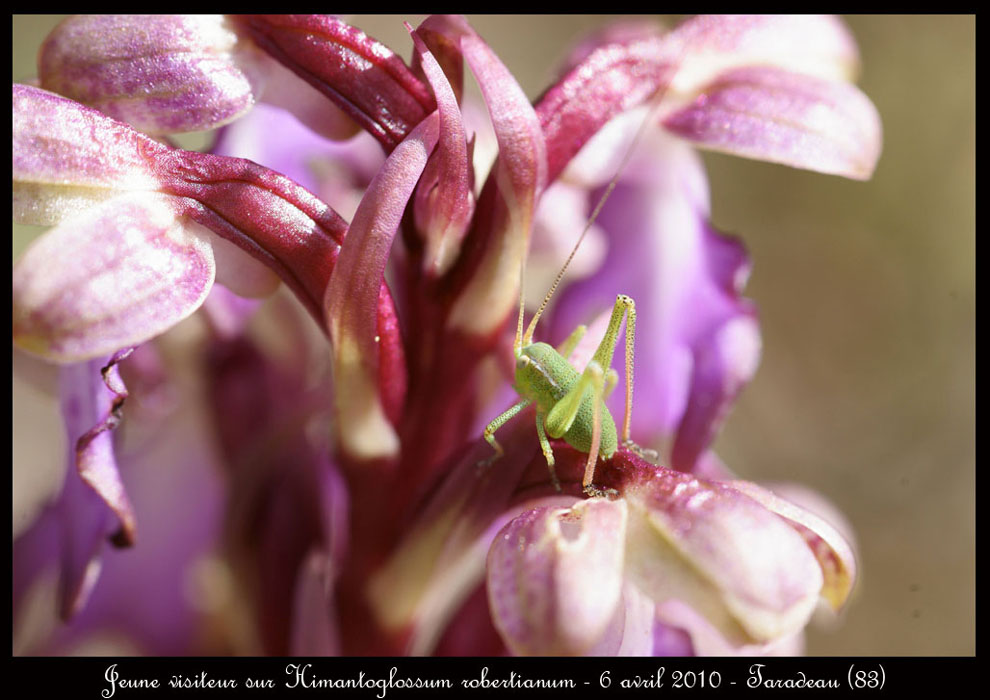 Himantoglossum-robertianum2