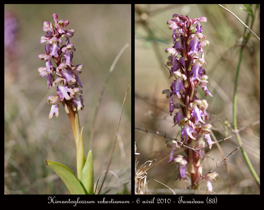 Himantoglossum-robertianum4