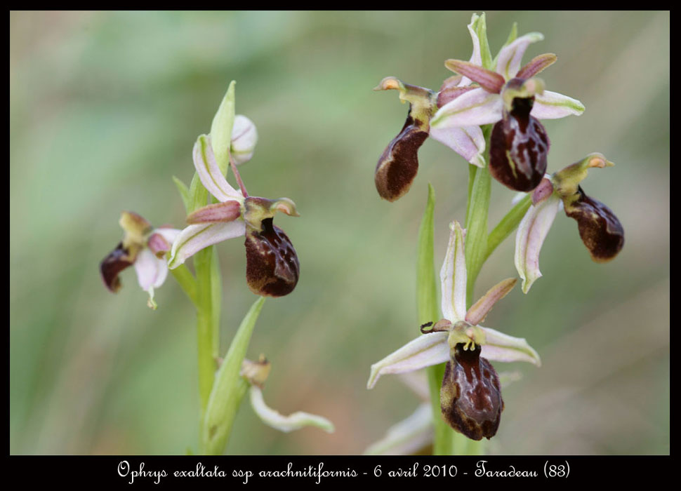 Ophrys-exaltata-ssp-arachnitiformis