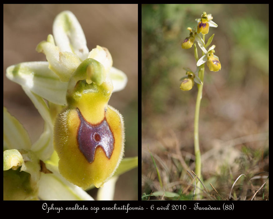 Ophrys-exaltata-ssp-arachnitiformis12