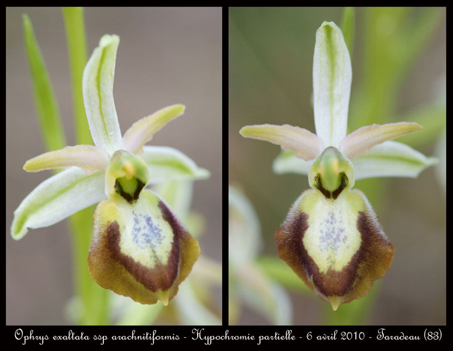 Ophrys-exaltata-ssp-arachnitiformis5