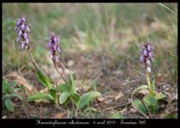 Himantoglossum-robertianum