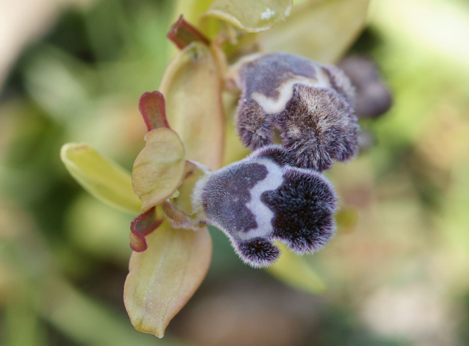 Ophrys fleischmannii Thripti 300411 (15)