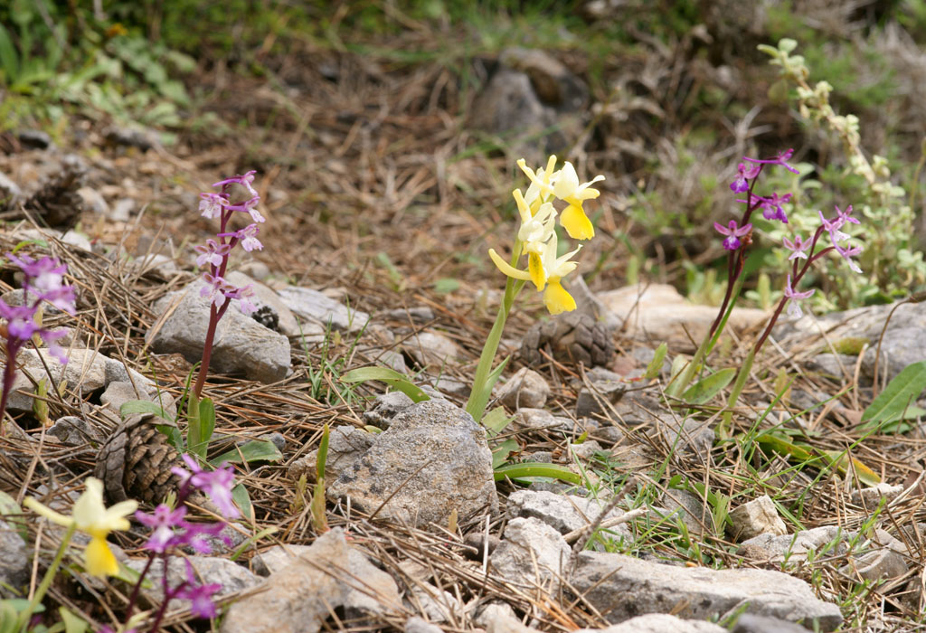 Orchis pauciflora & anatolica Thripti 300411 (132)
