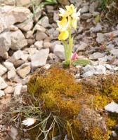 Orchis pauciflora & Tulipa cretica Thripti 300411 (148)
