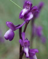 Anacamptis champagneuxi Autodrome 190407 (12)