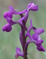 Anacamptis champagneuxi Autodrome 190407 (13)