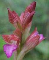 Anacamptis papillonacea Autodrome 190407 (10)