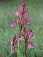 Anacamptis papillonacea Autodrome 190407 (11)