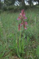 Anacamptis papillonacea Autodrome 190407 (6)