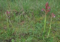 Anacamptis papillonacea Autodrome 190407 (7)