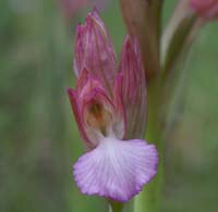 Anacamptis papillonacea Autodrome 190407 (8)