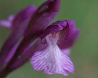 Anacamptis papillonacea x picta Autodrome 190407 (1)