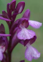 Anacamptis papillonacea x picta Autodrome 190407 (2)